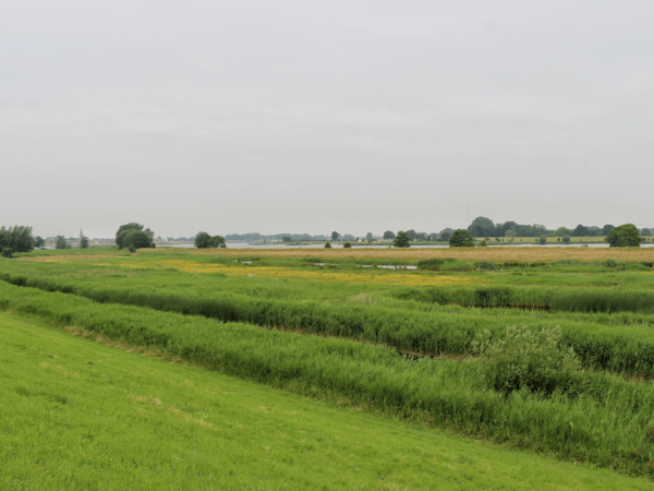 Riet in een uiterwaard
