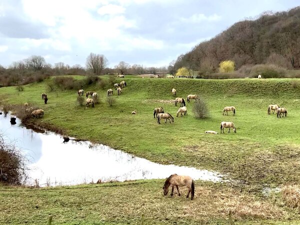Paarden die en dijk begrazen