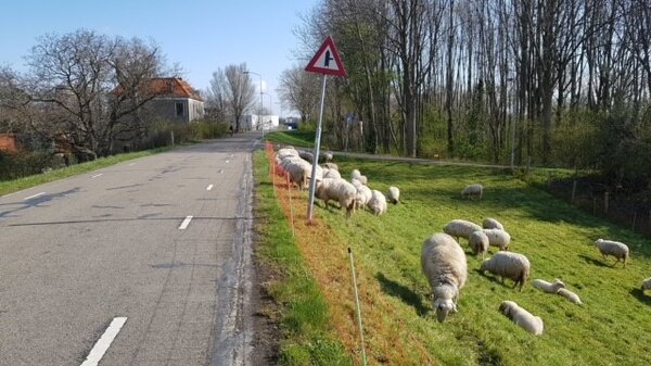 Schapen grazen op de Grebbedijk